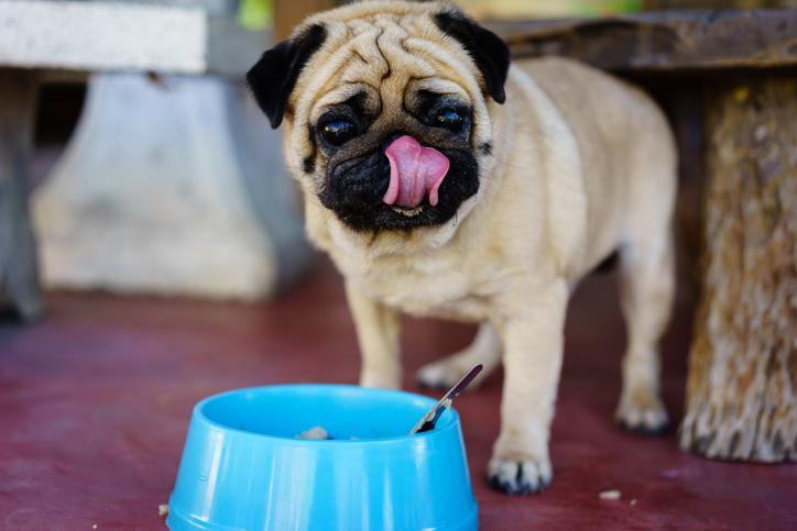 how much should a pug eat