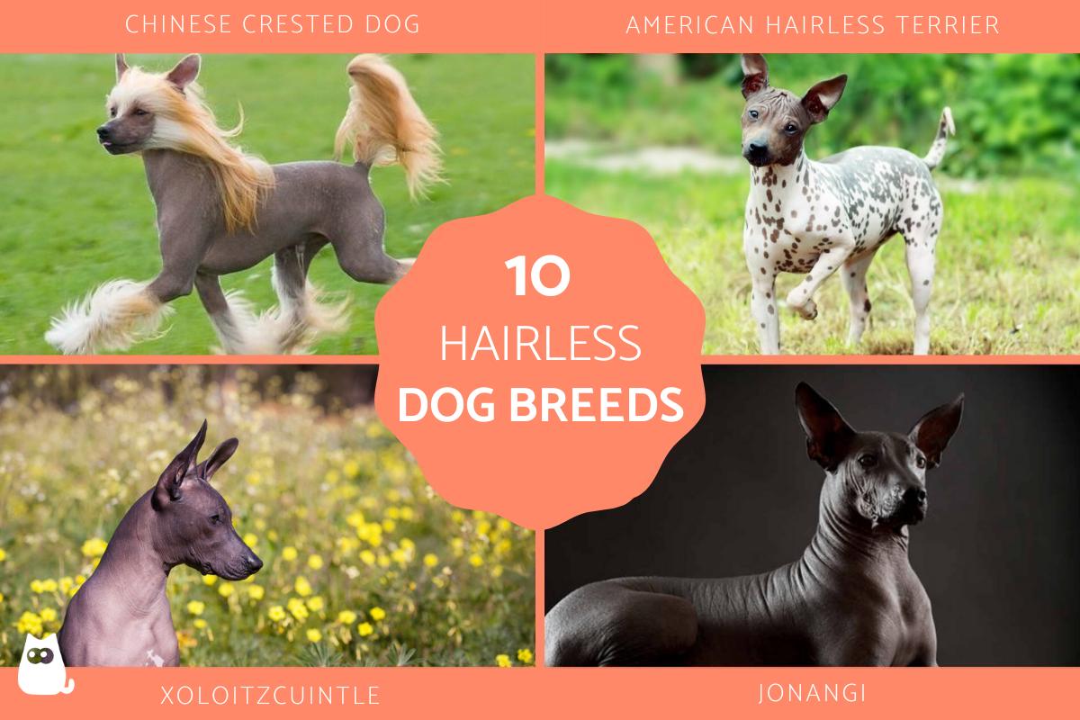 Breeds of Hairless Dogs - Dogs Without Fur