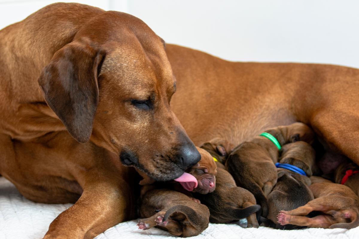 When to Worm a Dog After Giving Birth