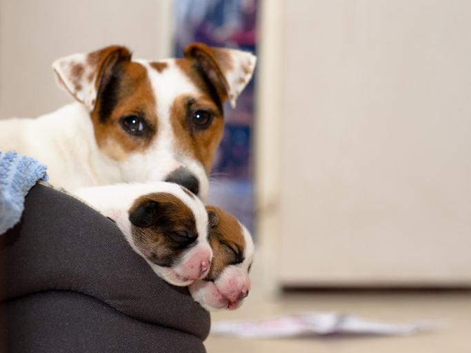 My Dog is Aggressive After Giving Birth Causes and Solutions