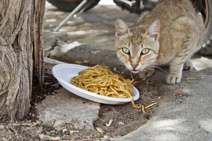 Is pasta bad for cats best sale