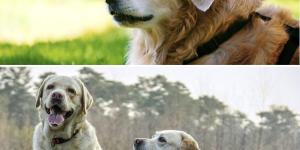 Differences Between Labrador and Golden Retrievers