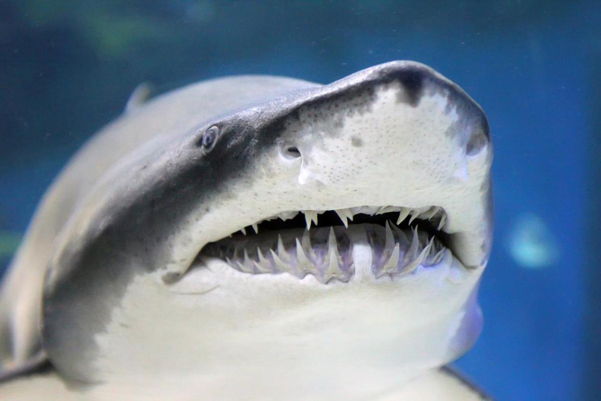 How Many Teeth Do Sharks Have? - Types of Shark Teeth