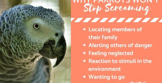My Parrot Won't Stop Screaming