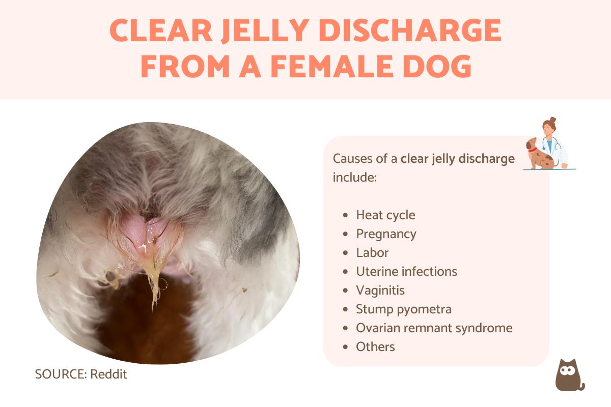 Clear Jelly Discharge From a Female Dog