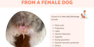 Clear Jelly Discharge From a Female Dog