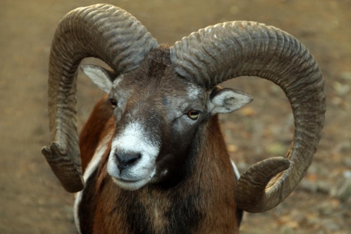 Do All Sheep Have Horns?