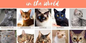 Prettiest Cat Breeds in the World