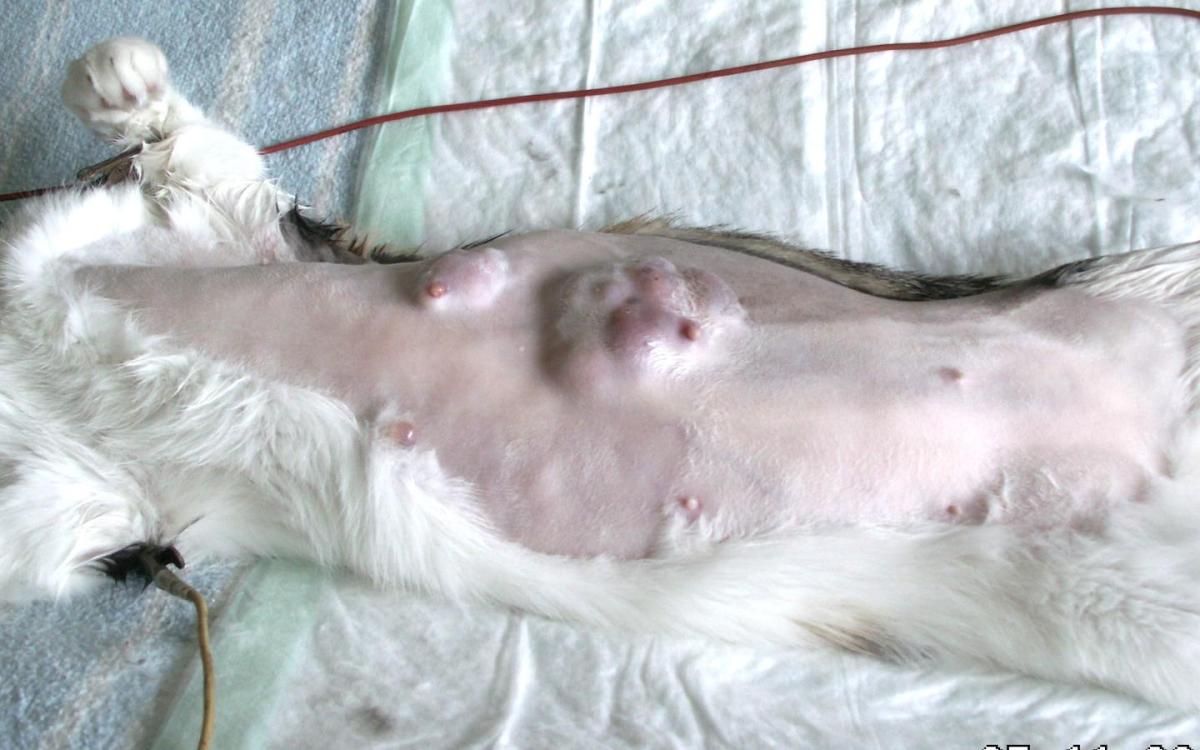 Stages of Breast Cancer in Cats - Mammary Tumors in Cats