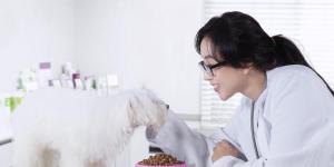 Dog Cancer Diet - Food for Dogs With Cancer