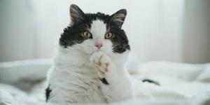 My Cat Keeps Peeing on My Clothes