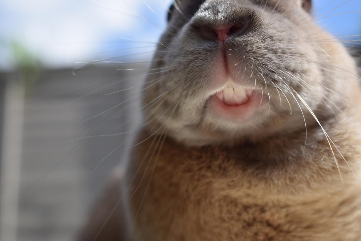Why Is My Bunny Chewing On Nothing?