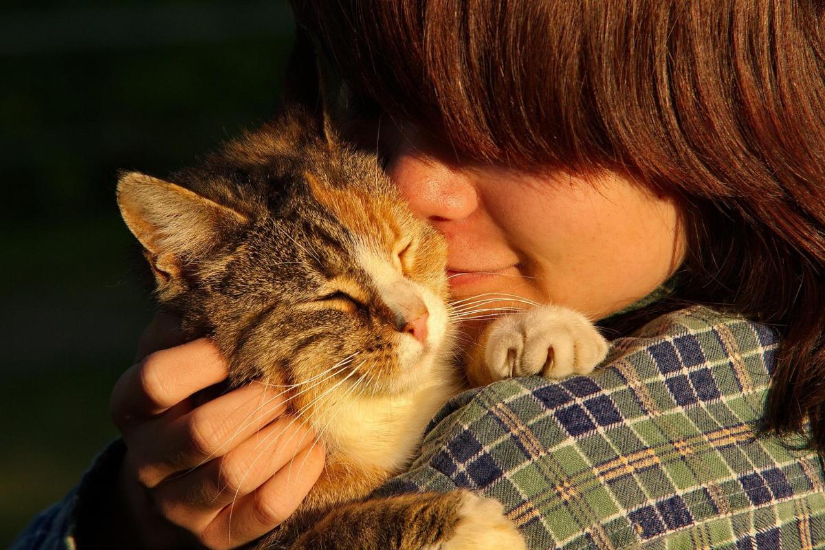 Do Cats Recognize Humans by Sight?