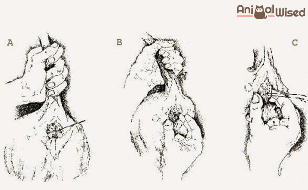 Dog hemorrhoids - Symptoms, Causes and Treatment