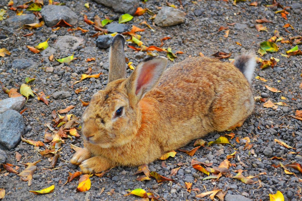 My Rabbit Has Dry Skin - Mites and Skin Disease