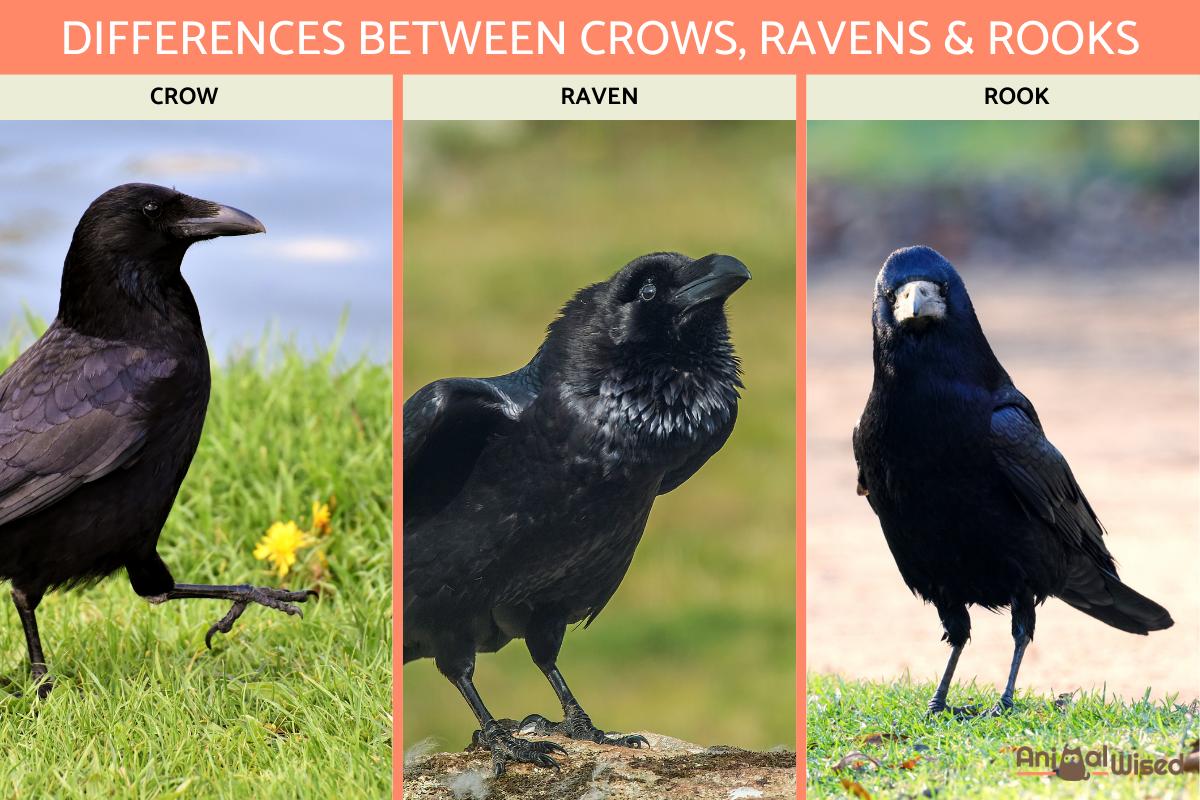 Differences Between Crows, Ravens and Rooks