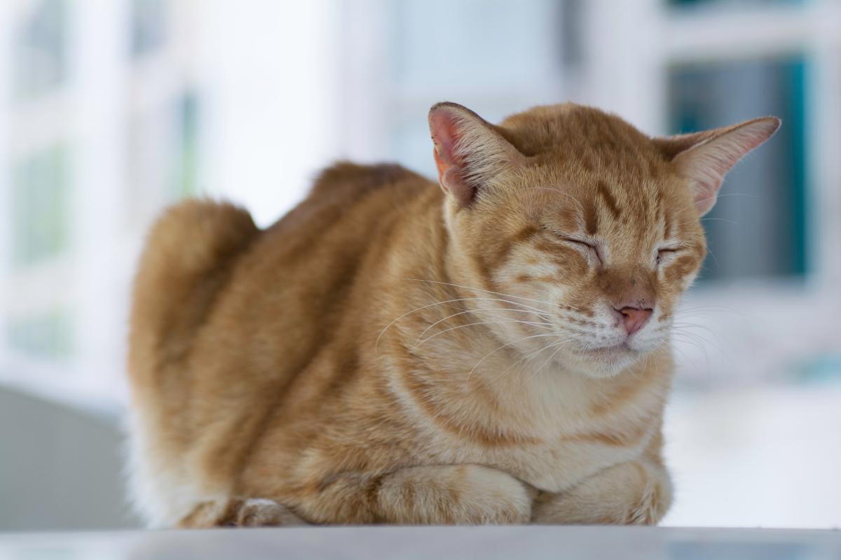 How to Tell If a Cat Has Fever Without a Thermometer