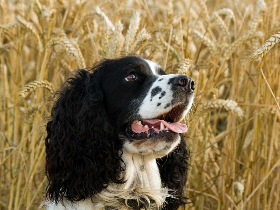 Is Wheat Bran for Dogs Good for Them Benefits of Dietary Fiber