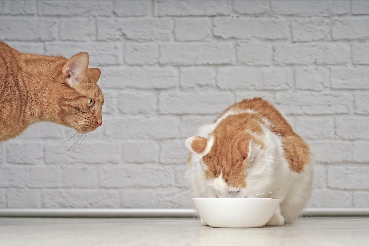 Do Cats Get Jealous?