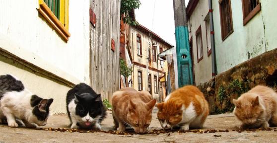 Should You Feed Stray Cats?
