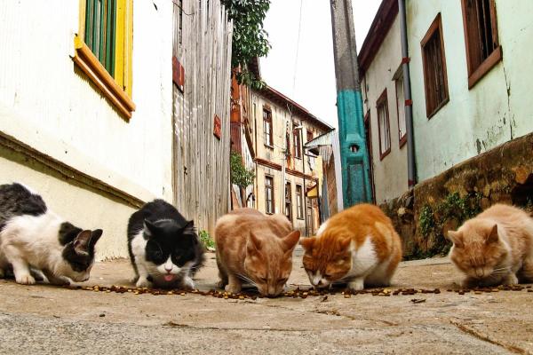 Should You Feed Stray Cats?