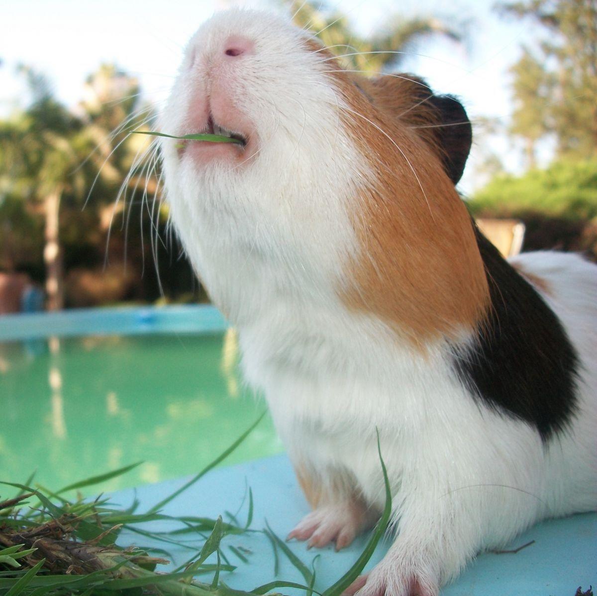 How to Take Care of a Short-Haired Guinea Pig