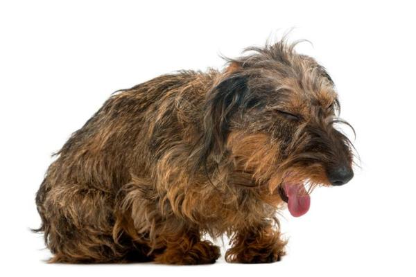 Why Doesn't My Dog Bark at All? - Pathological causes