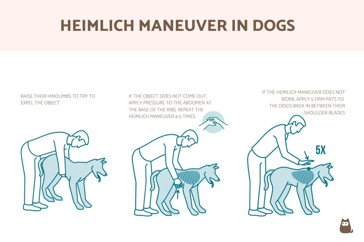 How to Give a Dog the Heimlich Maneuver When Choking