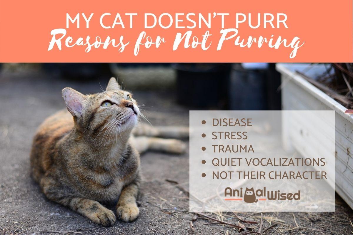 My Cat Doesn't Purr - Reasons for Not Purring