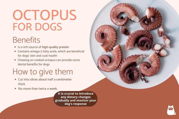 Feeding Octopus to Dogs - Benefits and Precautions