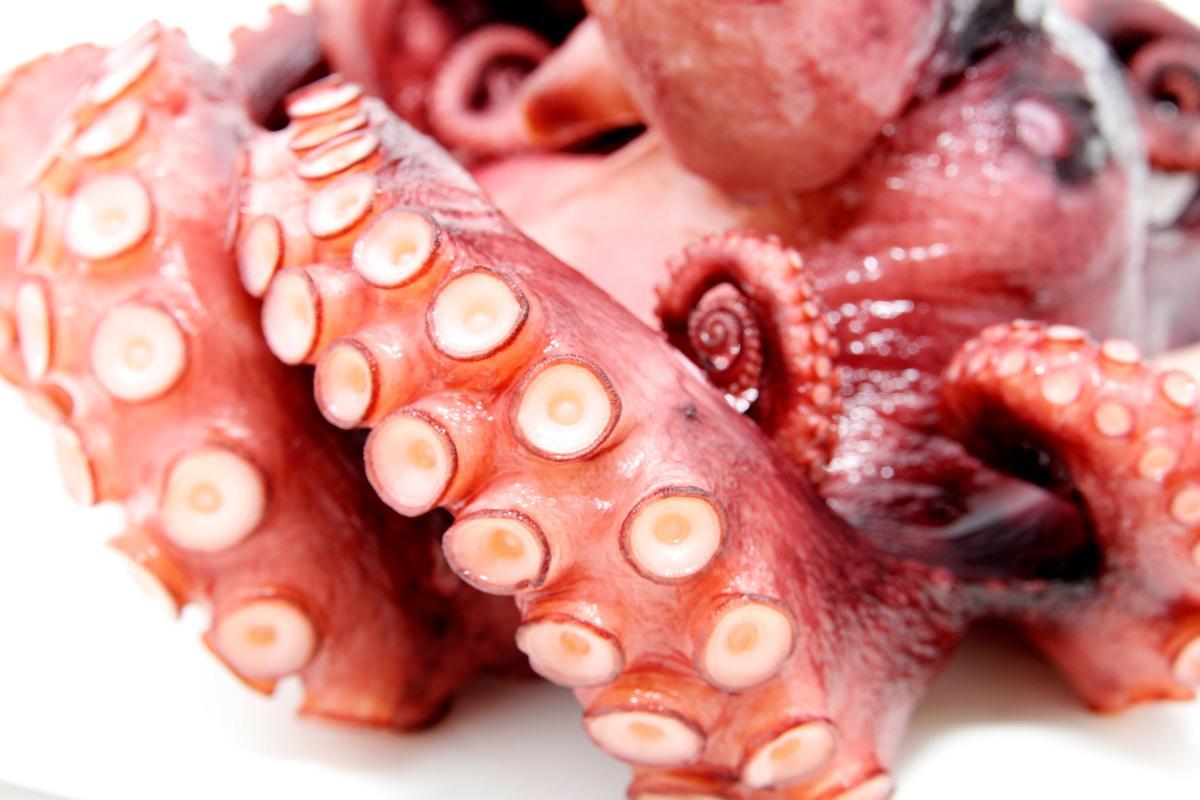 Feeding Octopus to Dogs - Benefits and Precautions