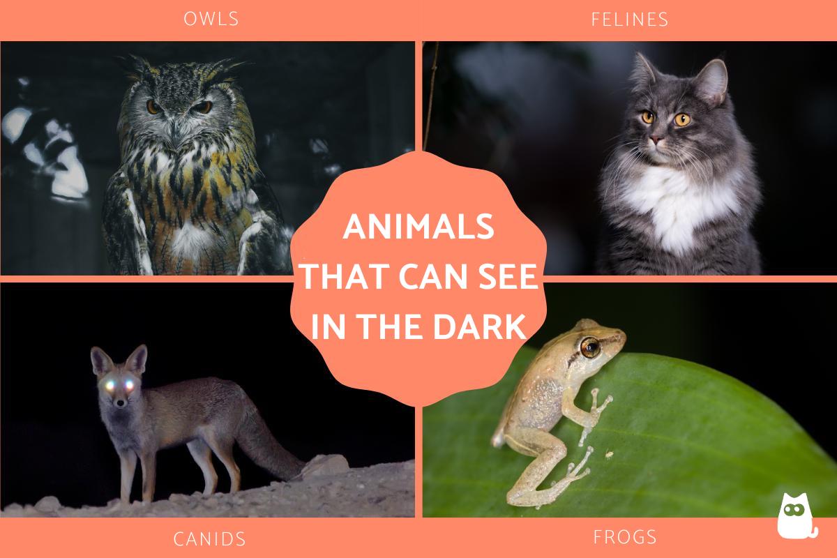 Animals That Can See in the Dark