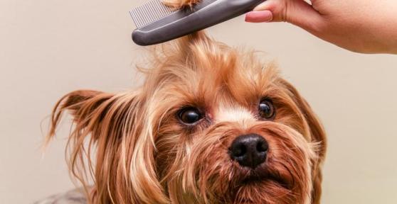 How to Get Mats Out of a Yorkie's Hair