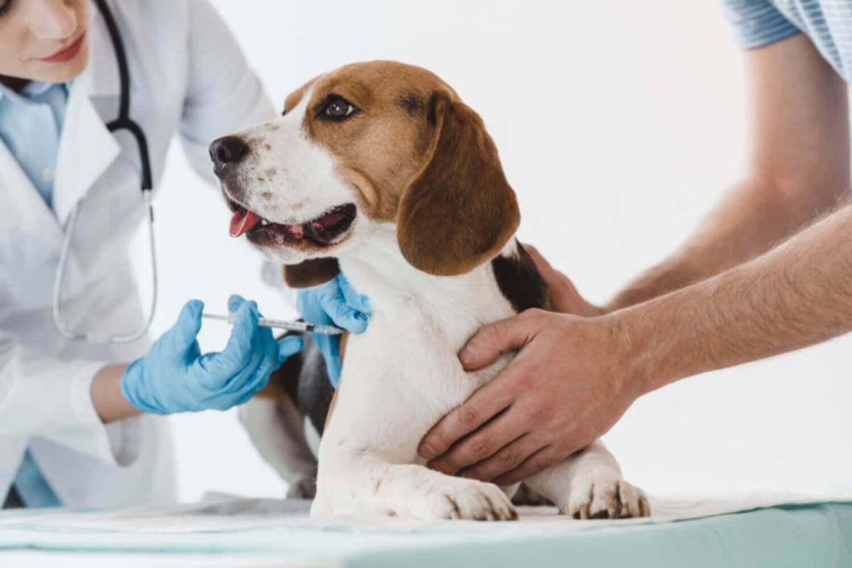 How to Give a Dog a Shot Under the Skin