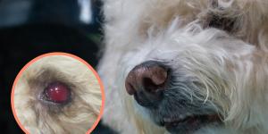 Blood In My Dog's Eye