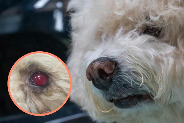 Blood In My Dog's Eye
