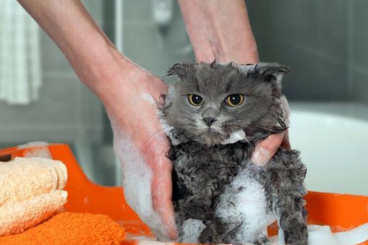 Homemade Anti-flea Shampoo for Cats