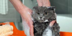 Homemade Anti-flea Shampoo for Cats
