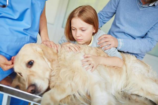 Canine Distemper Treatment at Home - Can humans contract canine distemper?