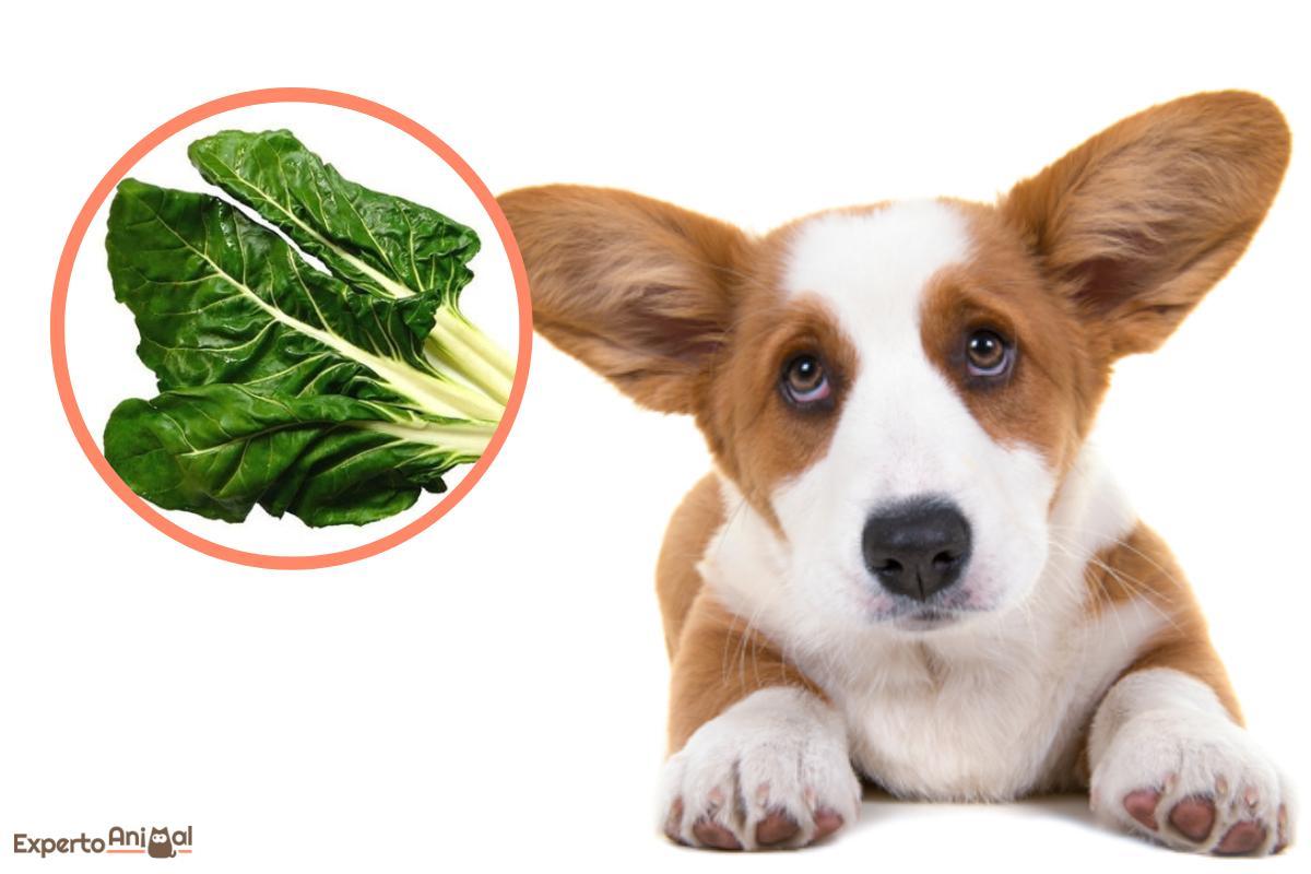 Can Dogs Eat Swiss Chard?