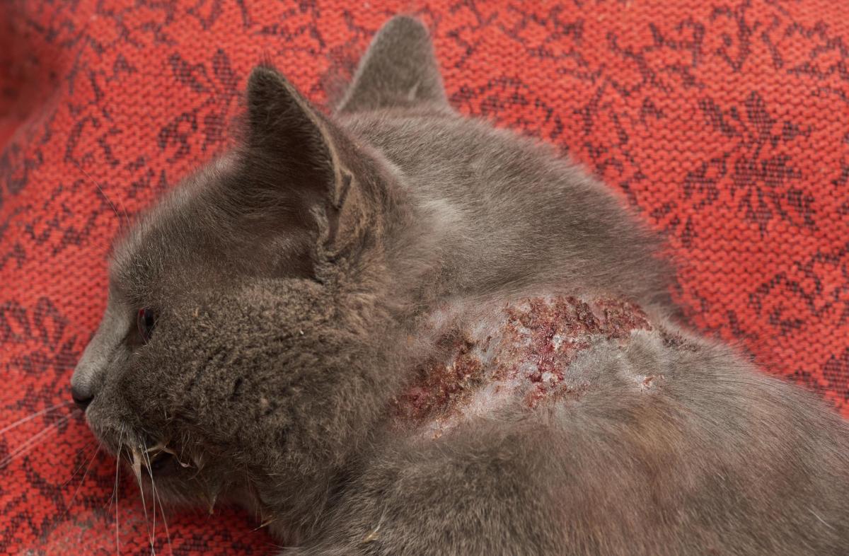 My Cat Has Scabs on Their Neck