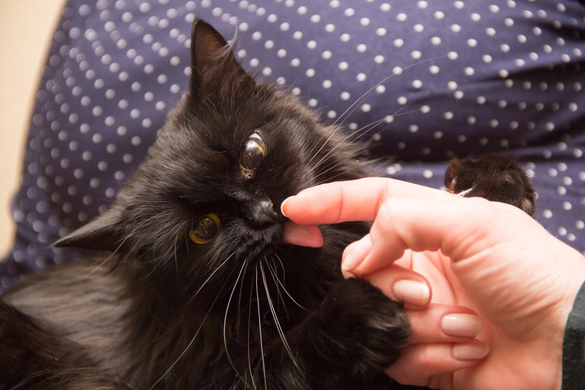 Why Does My Cat Lick My Hand?