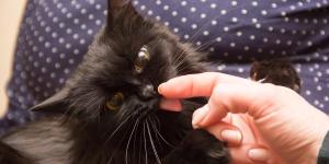 Why Does My Cat Lick My Hand?