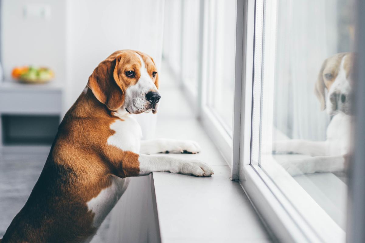 Is It Illegal to Leave a Dog Home Alone Overnight?