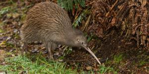 Why are Kiwis Endangered? - Facts and Figures