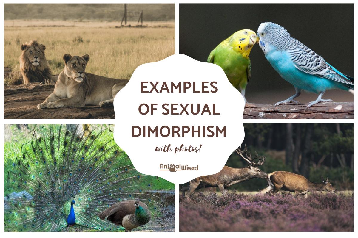 Examples of Sexual Dimorphism in Animals