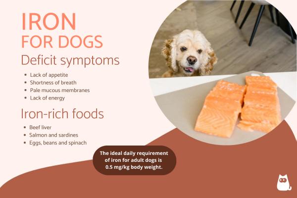 Importance of Iron in Dogs