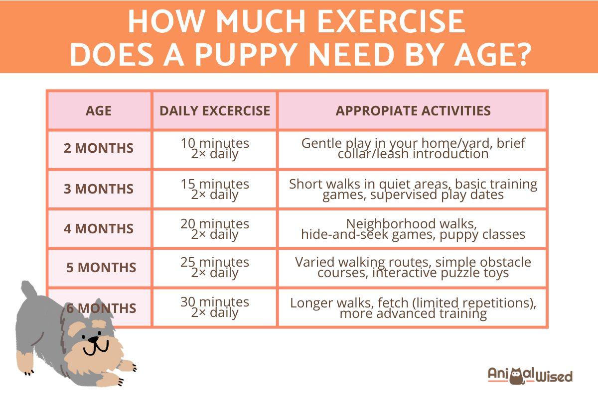 How Much Exercise Does Your Puppy Need Each Day by Age? - Exercise Tips
