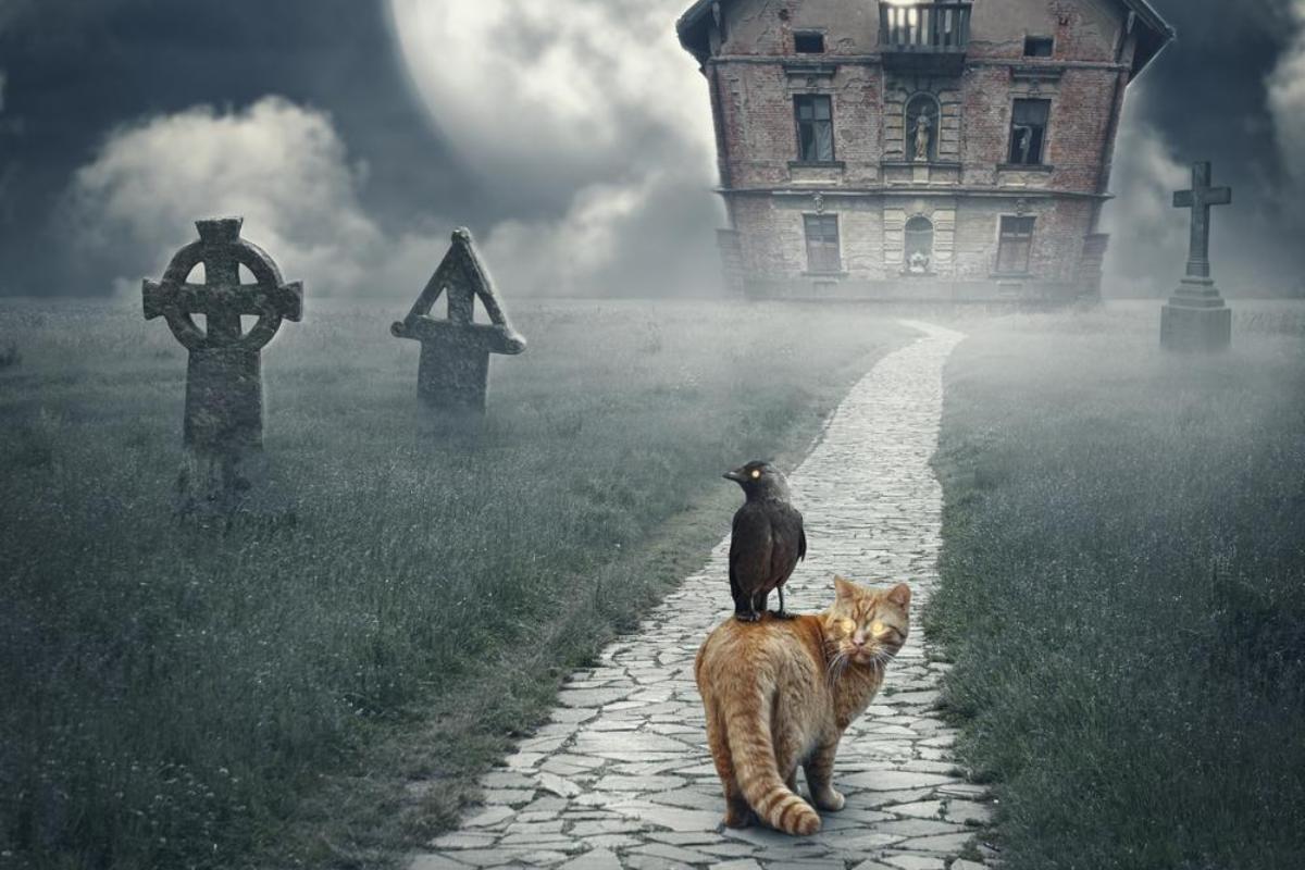 Do Cats Absorb Negative Energy?