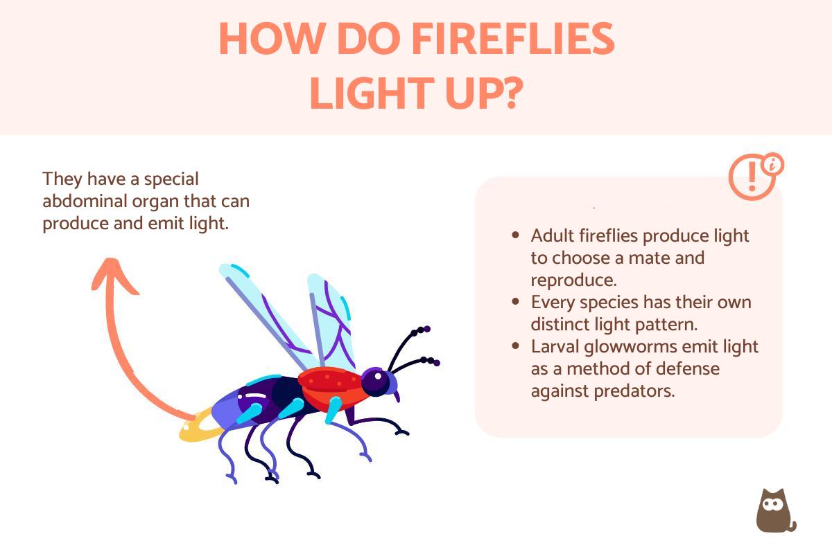 Why Do Fireflies Light Up? - How Fireflies Glow